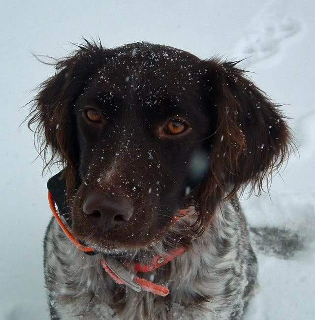 Crabtree's Daisy Belle 