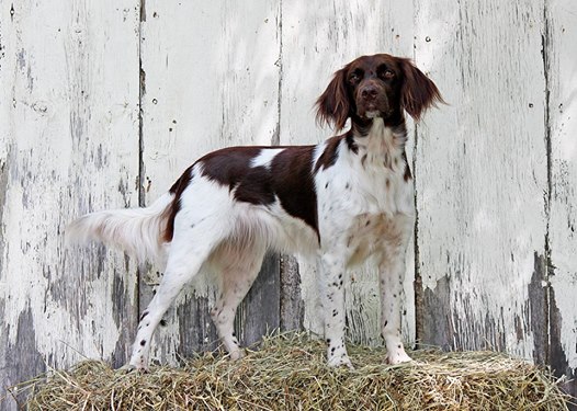 Hall of Fame SMCNA Hall of Fame SMCNA